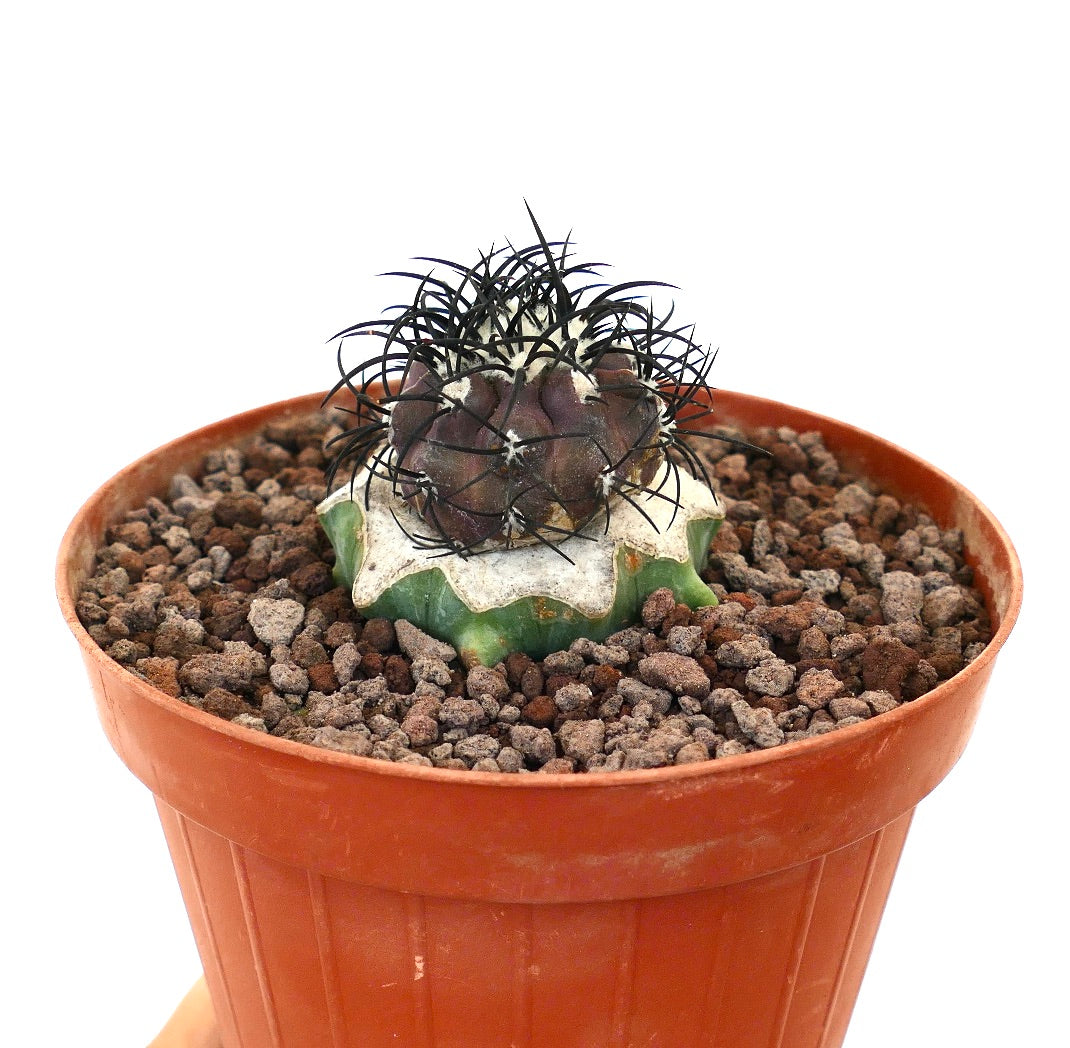 Copiapoa griseoviolacea rare cactus with dark purple top and long black spines in pot