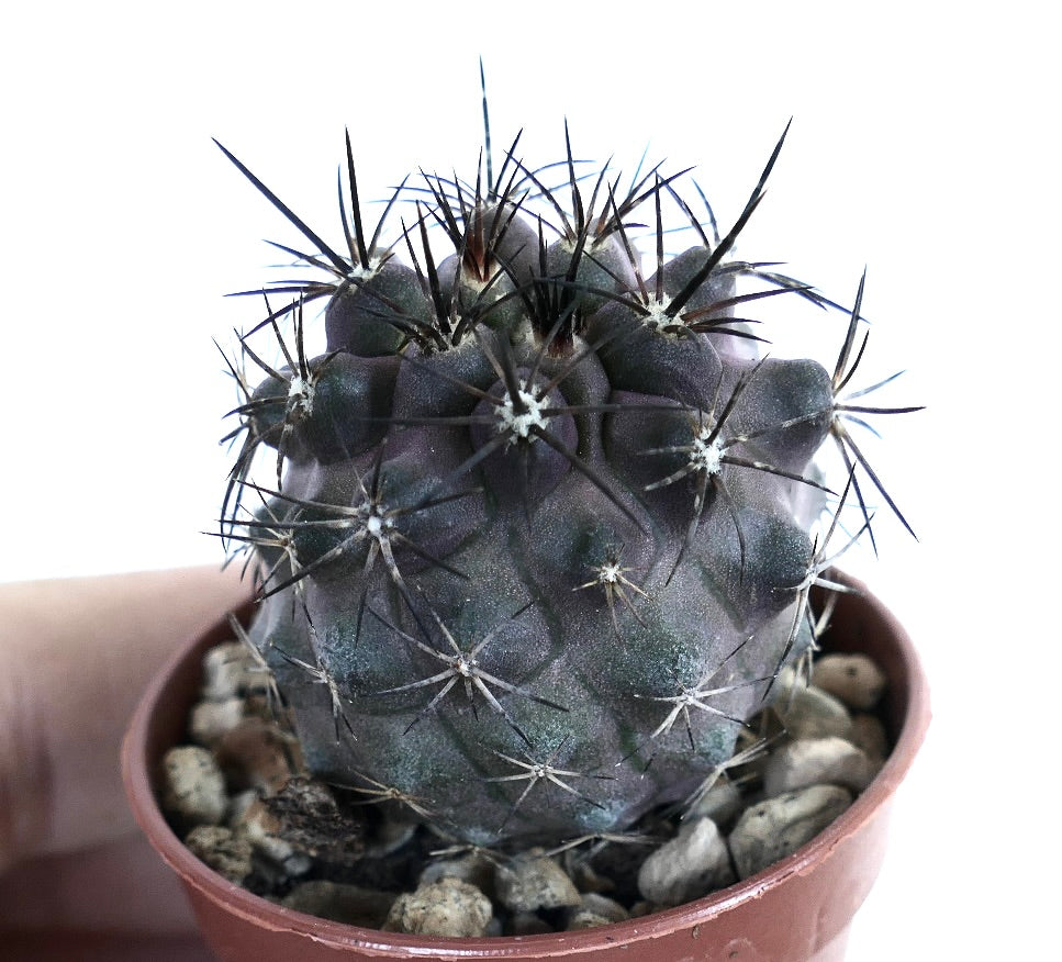 Close-up of Copiapoa griseoviolacea cactus in a pot, showing its globular purple-grey body with ribbed tubercles and long black spines.