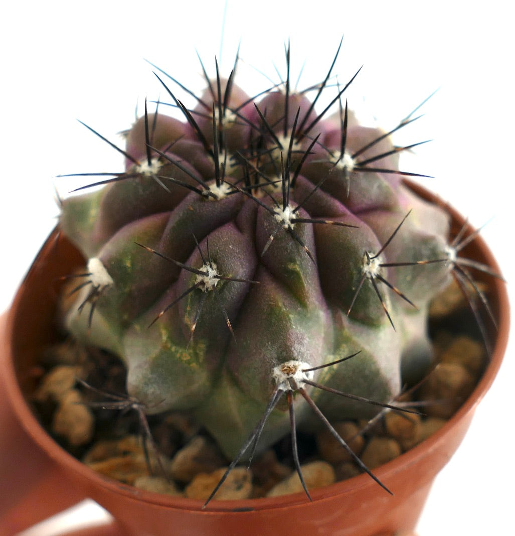 Globular cactus with purple-grey body, woolly areoles and clusters of long black spines, grown in a terracotta pot with rocky substrate, ideal for rare cactus collectors.