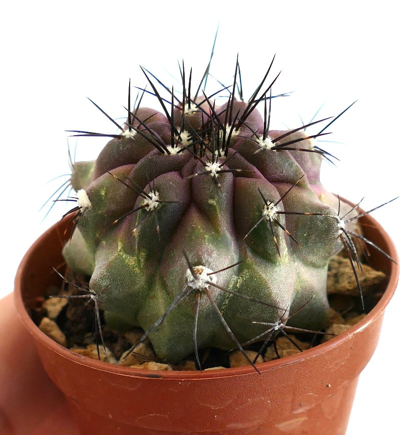 Copiapoa griseoviolacea – Compact cactus with ribbed purple-green surface and sharp black spines, cultivated in a clay pot with mineral soil, perfect for Copiapoa enthusiasts.