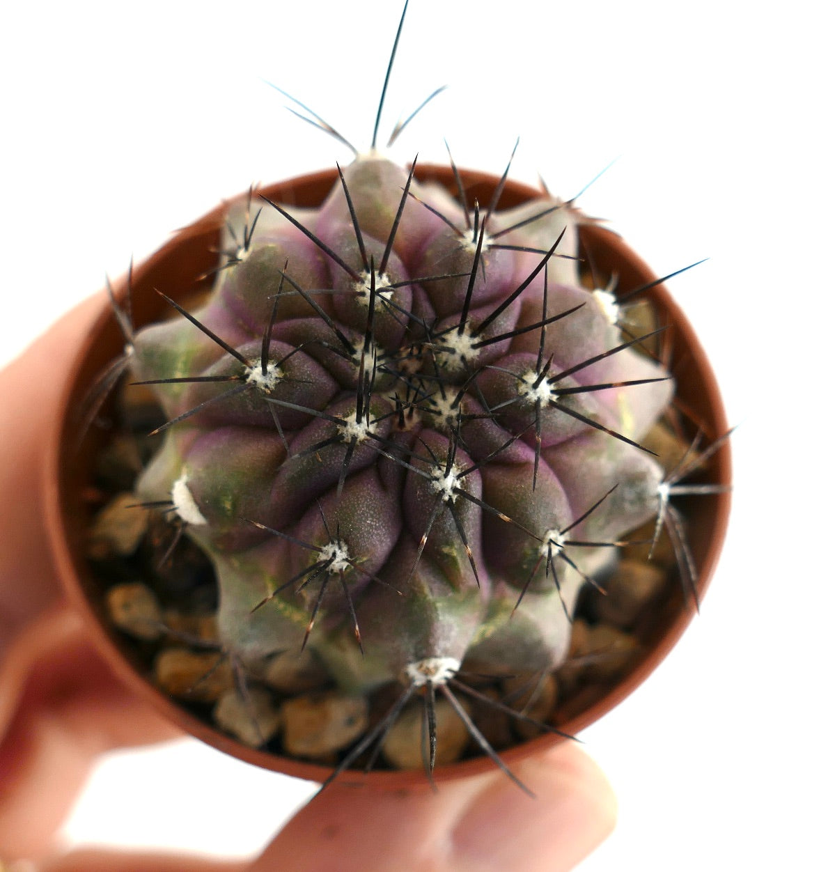 Copiapoa griseoviolacea – Top view of globular cactus showing violet tones, segmented ribs and dense spine clusters, displayed in a terracotta pot with gravel mix, a prized species for collectors.