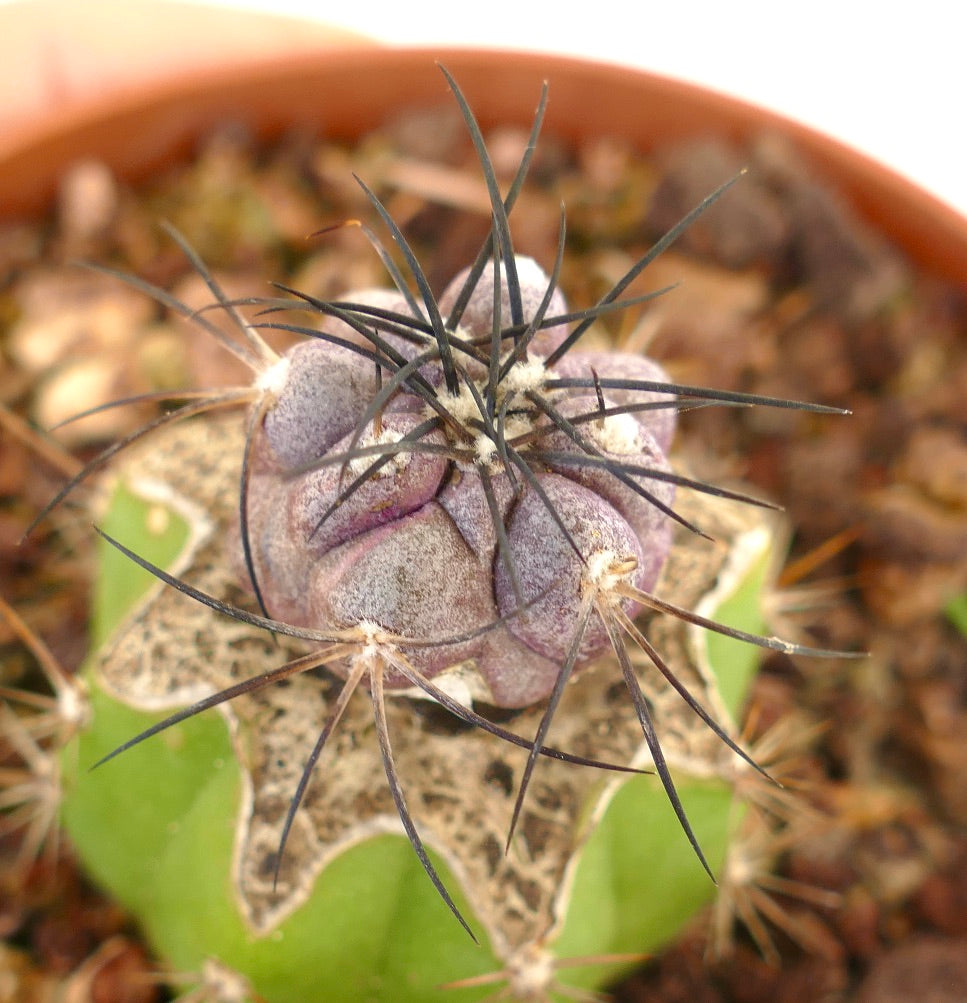 Copiapoa griseoviolacea