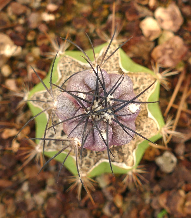 Copiapoa griseoviolacea