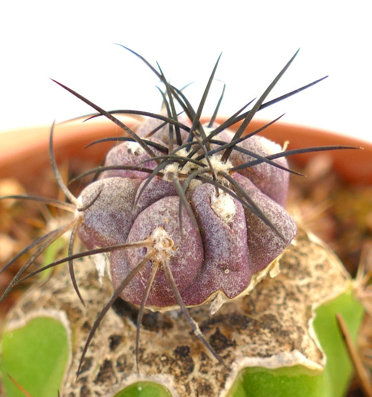 Copiapoa griseoviolacea