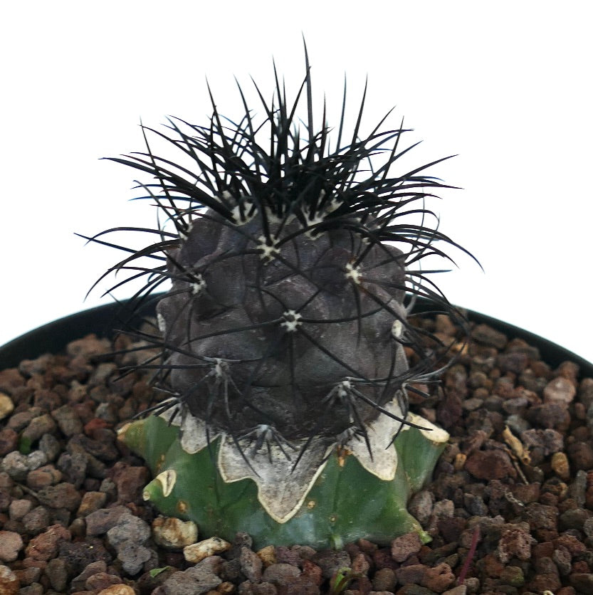 Copiapoa griseoviolacea rare grafted cactus with dark spines and textured green base