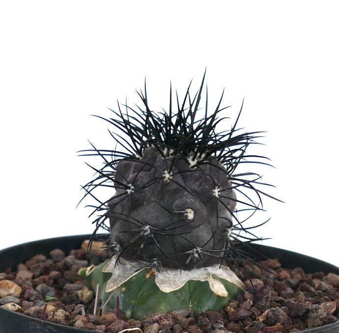 Copiapoa griseoviolacea rare cactus with dark spines and textured gray-green stem grafted specimen