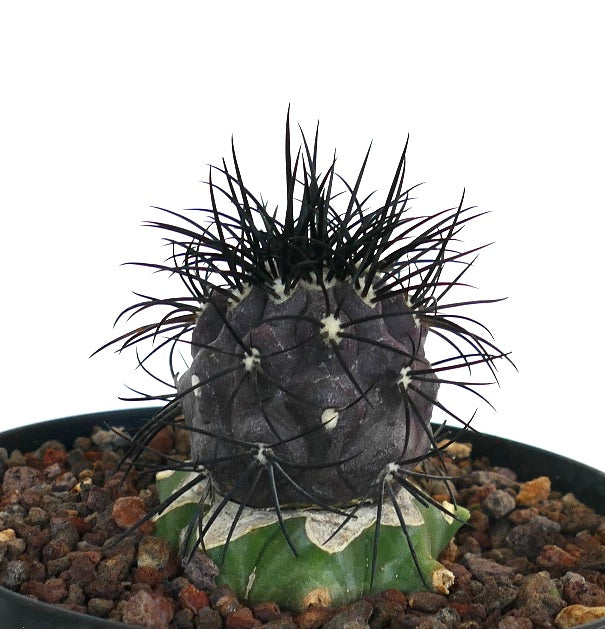 Copiapoa griseoviolacea rare succulent cactus with dark spines and textured purple stem grafted on green base