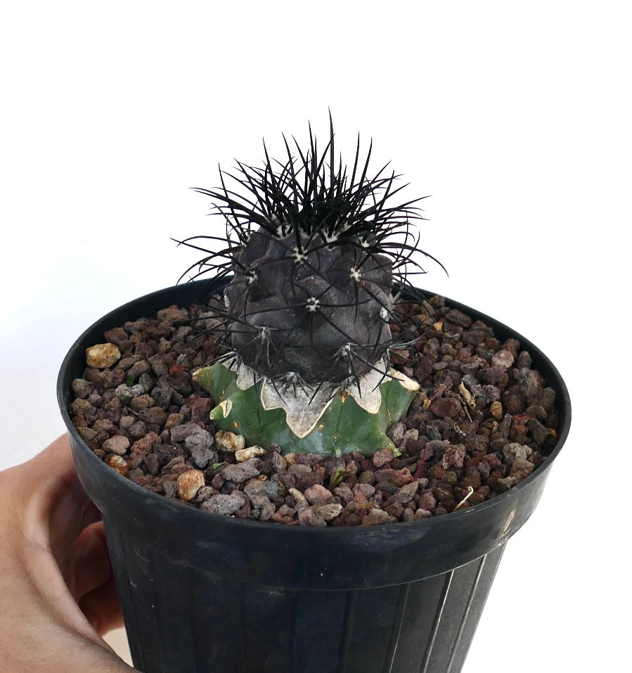 Copiapoa griseoviolacea rare grafted cactus with dark spines and textured green base