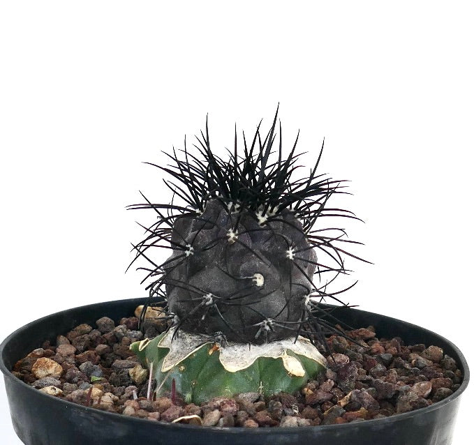 Copiapoa griseoviolacea rare cactus with dark spines and textured gray-green body grafted specimen