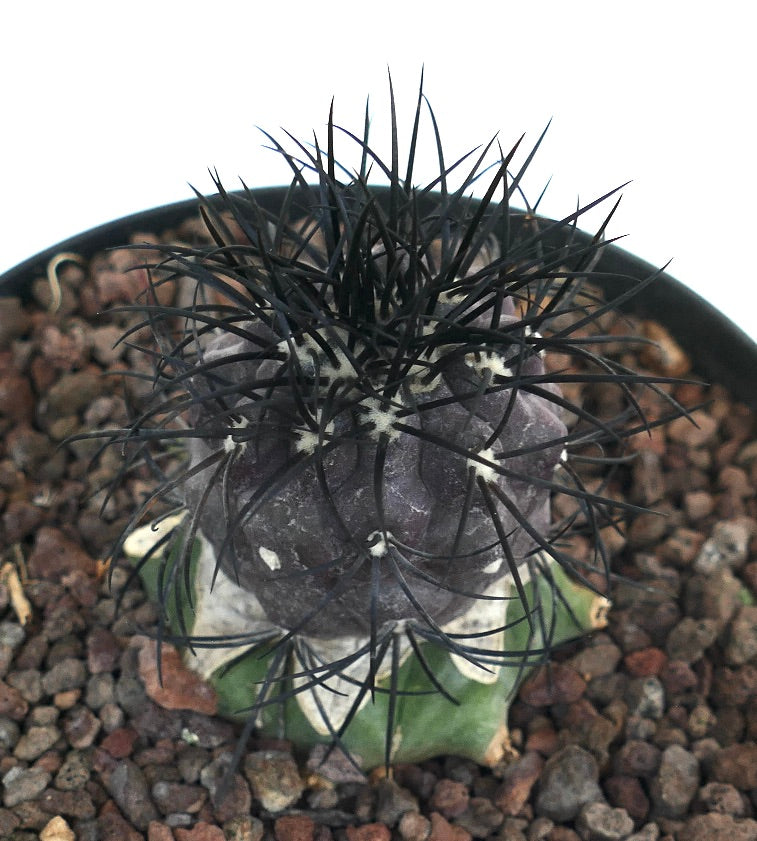 Copiapoa griseoviolacea rare succulent cactus with dark spines and purple-gray top grafted on green base