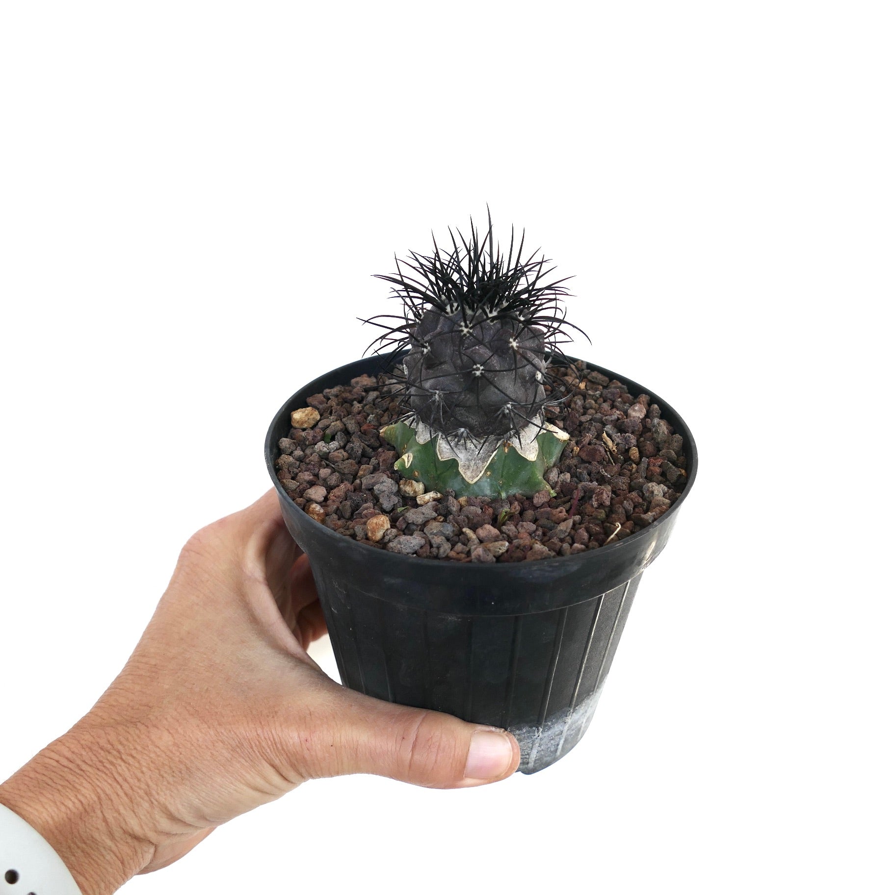 Copiapoa griseoviolacea small rare cactus with dark spines and textured green base in pot