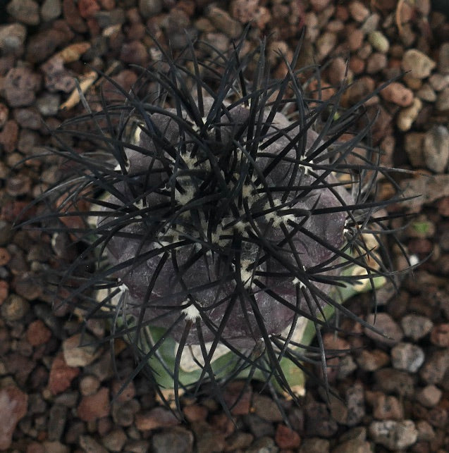 Copiapoa griseoviolacea rare succulent cactus with dense black spines and grayish body