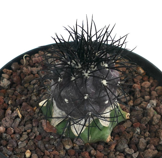 Copiapoa griseoviolacea rare succulent cactus with dark spines and textured body in pot