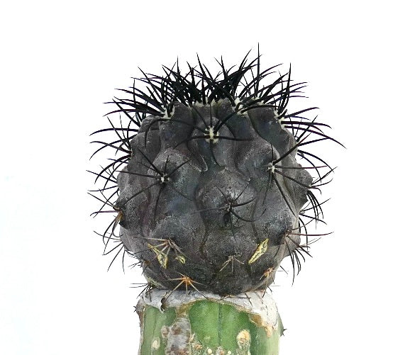 Copiapoa griseoviolacea rare succulent cactus with dense black spines and textured surface