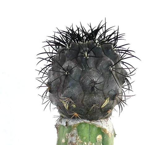 Copiapoa griseoviolacea rare succulent cactus with dense black spines and textured surface