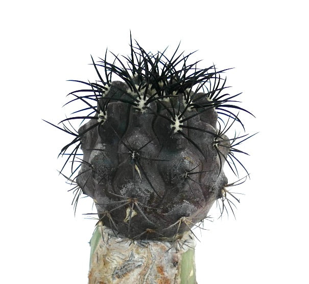 Copiapoa griseoviolacea rare succulent cactus with dark spines and textured body
