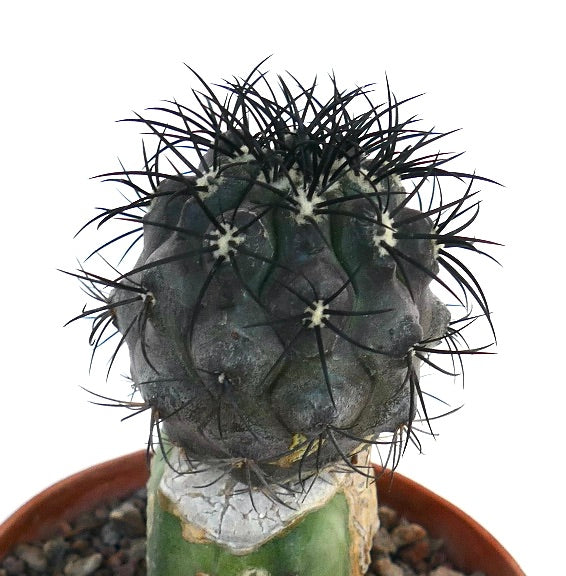 Copiapoa griseoviolacea rare cactus with dark spines and textured gray-green body grafted on green base