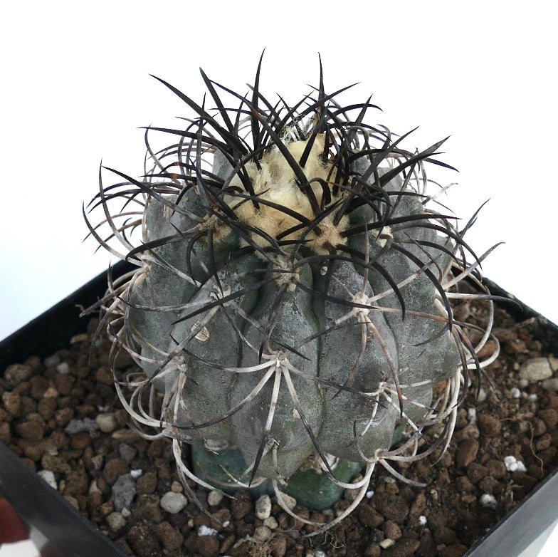 Copiapoa griseoviolacea rare succulent cactus with thick gray body and long dark spines