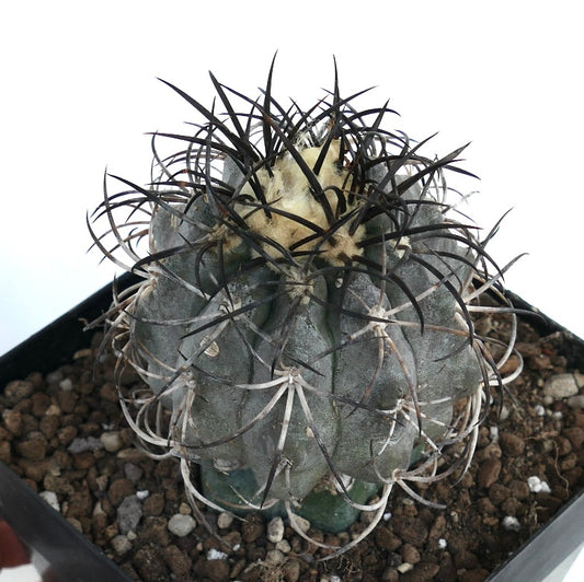 Copiapoa griseoviolacea rare succulent cactus with thick gray body and long dark spines