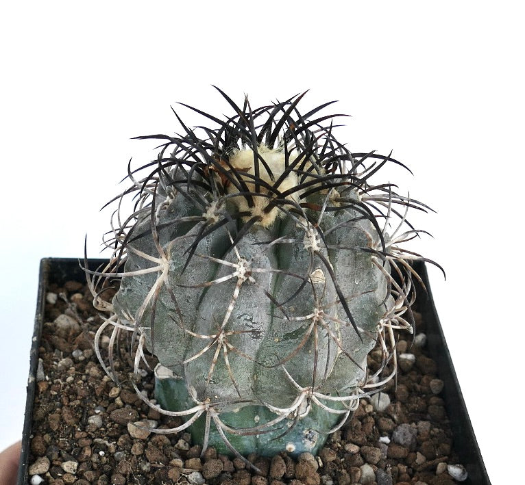 Copiapoa griseoviolacea rare cactus with thick spines and woolly crown in pot
