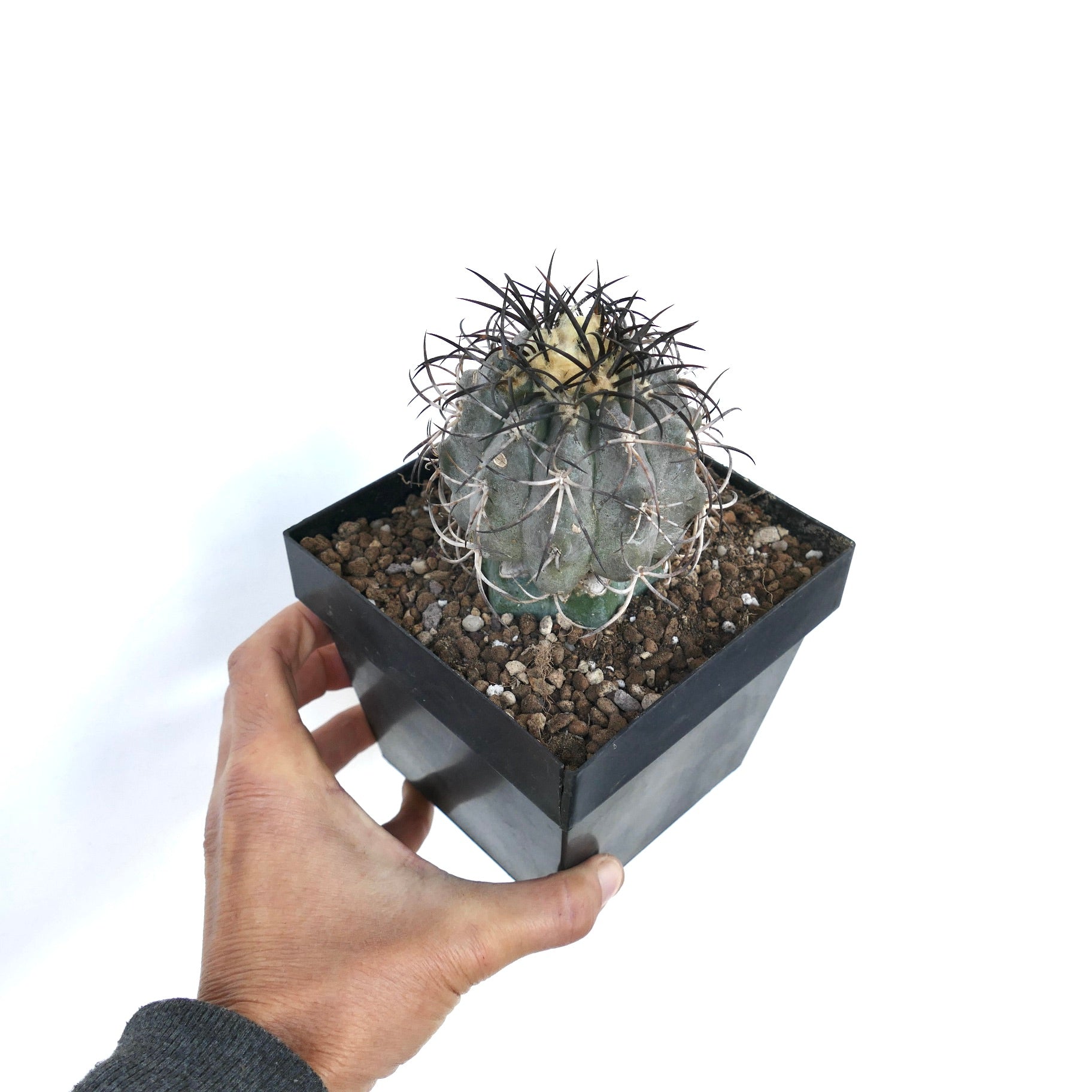 Copiapoa griseoviolacea rare succulent cactus with dense dark spines in black pot