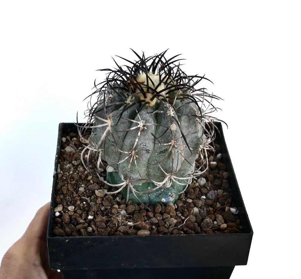 Copiapoa griseoviolacea rare succulent cactus with thick spines and gray-green body in pot