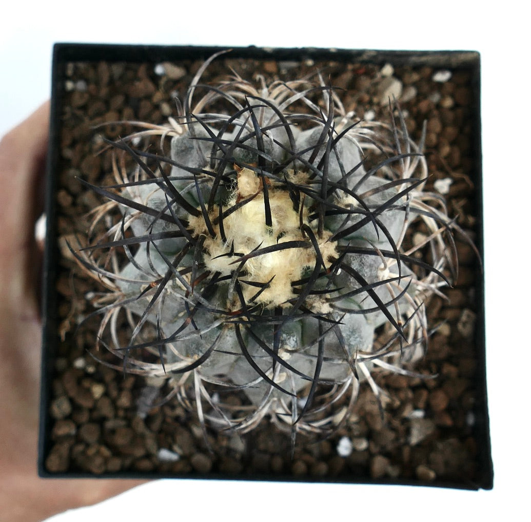 Copiapoa griseoviolacea rare cactus with dense white wool and long black spines in pot