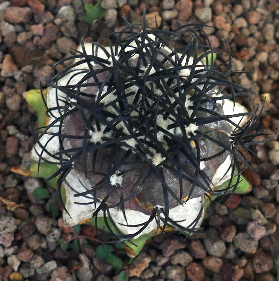 Copiapoa griseoviolacea rare cactus with dense black spines and grayish-white body succulent