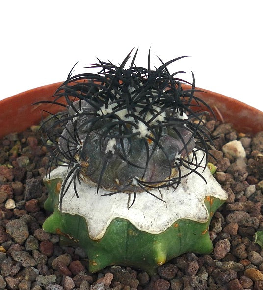 Copiapoa griseoviolacea rare cactus with dark spines and white textured top