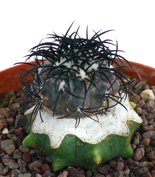 Copiapoa griseoviolacea rare succulent cactus with dark spines and white textured base