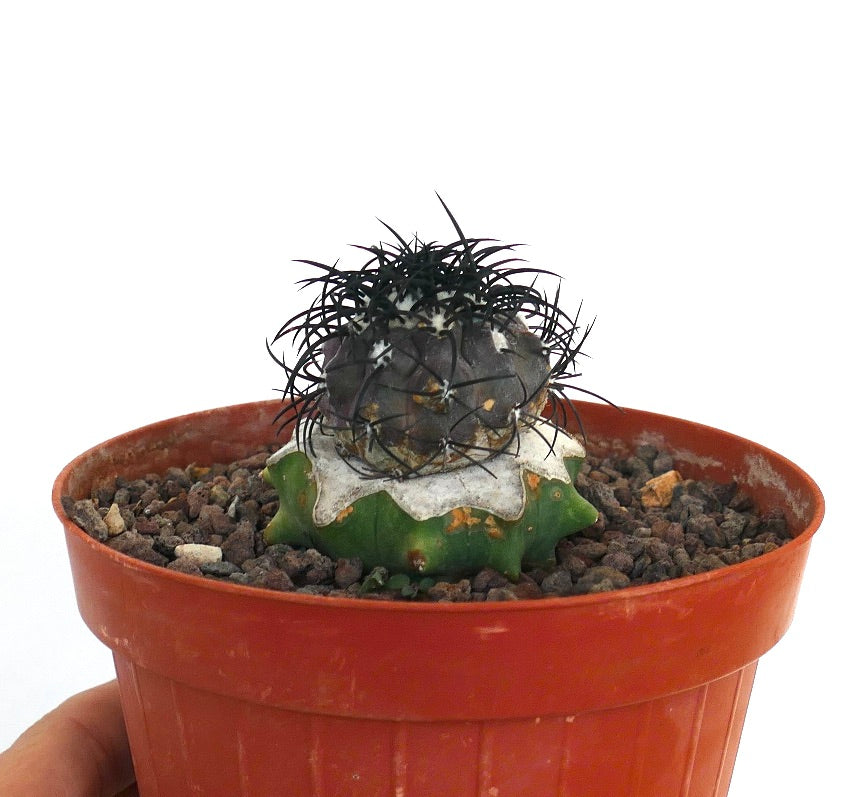 Copiapoa griseoviolacea rare succulent cactus with dark spines and textured grafted base