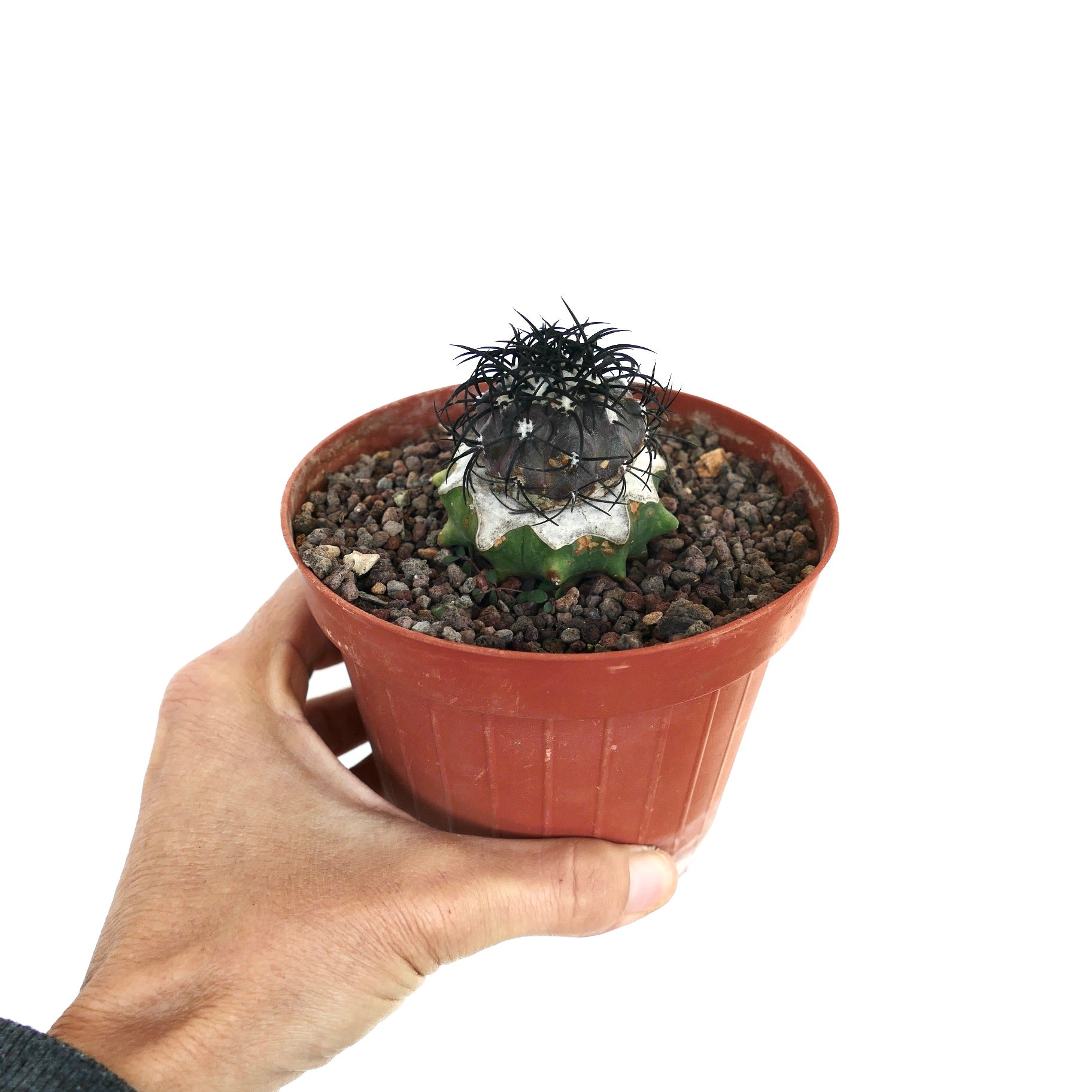 Copiapoa griseoviolacea rare grafted cactus with dark spines and textured green base in pot