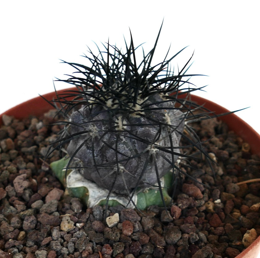 Copiapoa griseoviolacea rare succulent cactus with dark spines and grayish body in pot