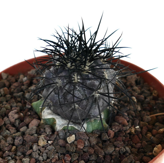Copiapoa griseoviolacea rare succulent cactus with dark spines and grayish body in pot