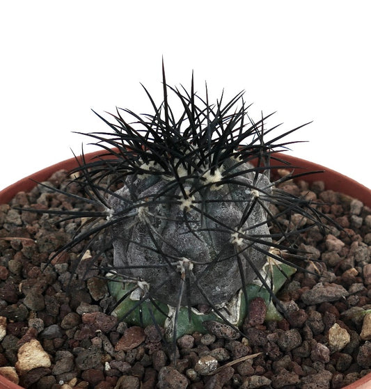 Copiapoa griseoviolacea rare succulent cactus with dark spines and textured gray-green body in pot