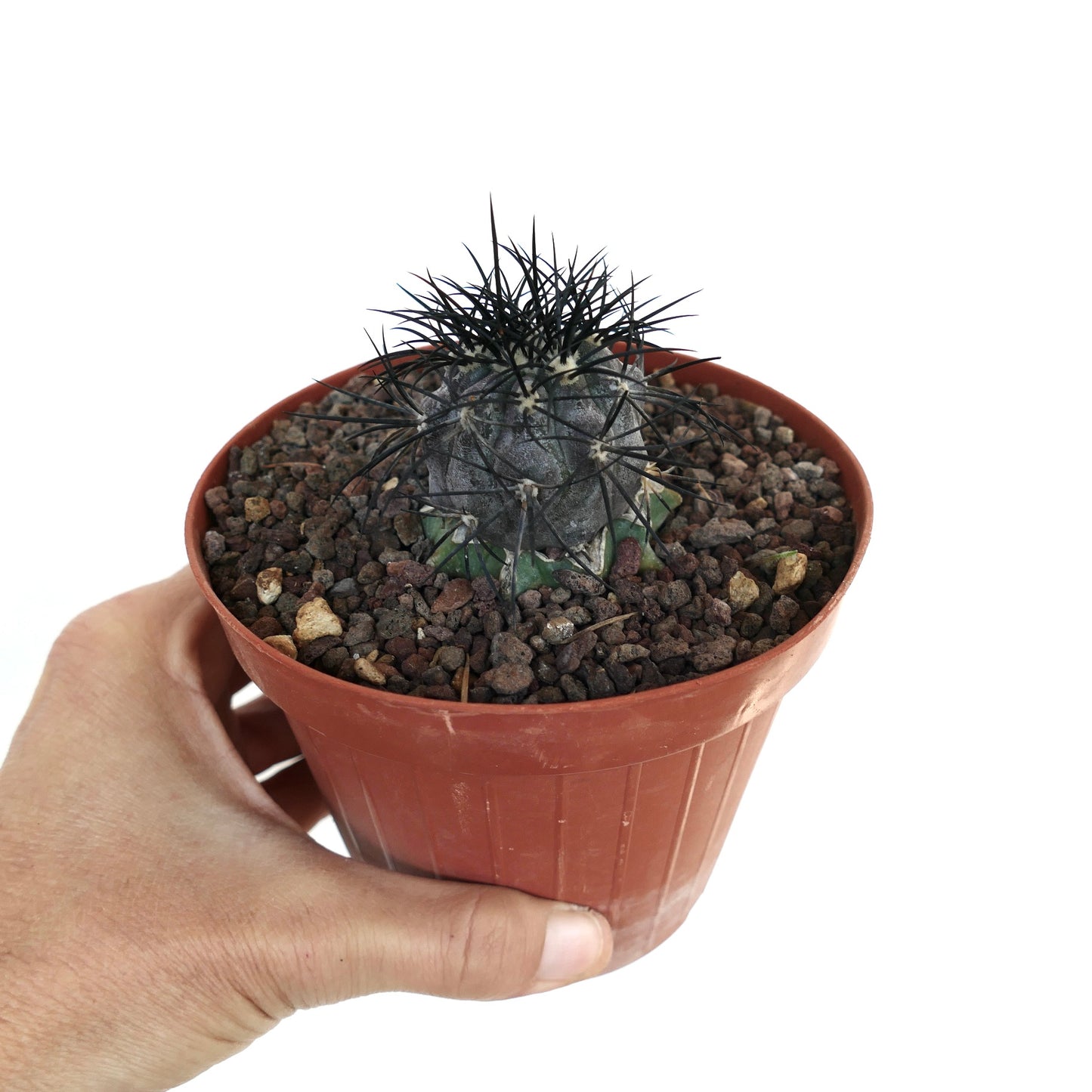 Copiapoa griseoviolacea small succulent cactus with dark spines in terracotta pot