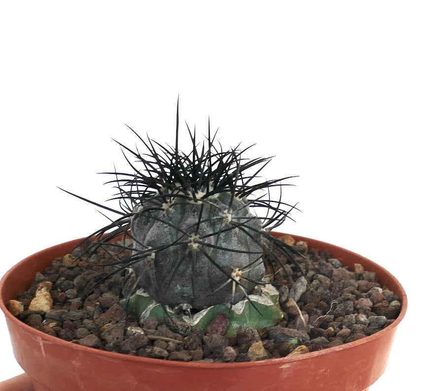Copiapoa griseoviolacea rare succulent cactus with dark spines and rounded gray-green body