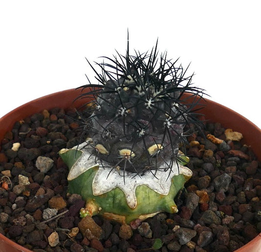 Copiapoa griseoviolacea rare cactus with dark spines and textured green base in pot