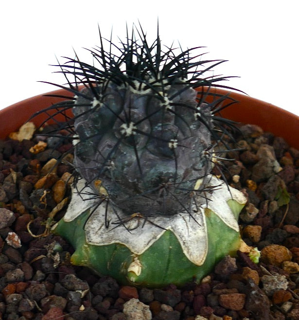 Copiapoa griseoviolacea rare grafted cactus with dark spines and textured green base