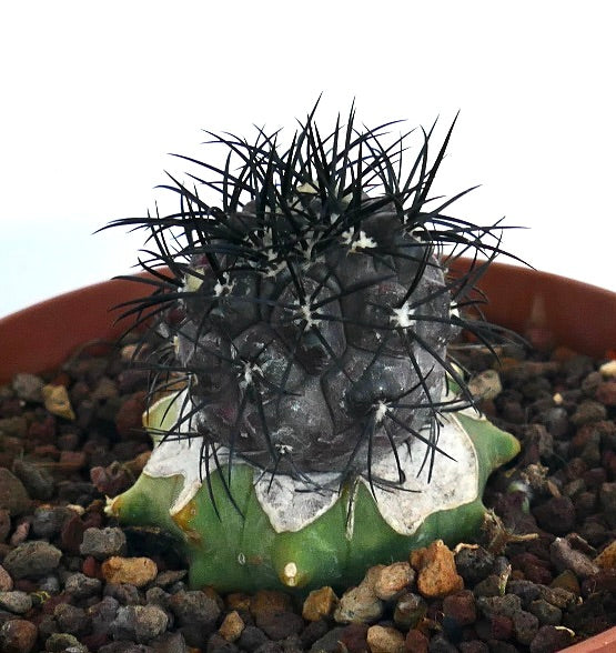 Copiapoa griseoviolacea rare cactus with dark spines and green base succulent plant