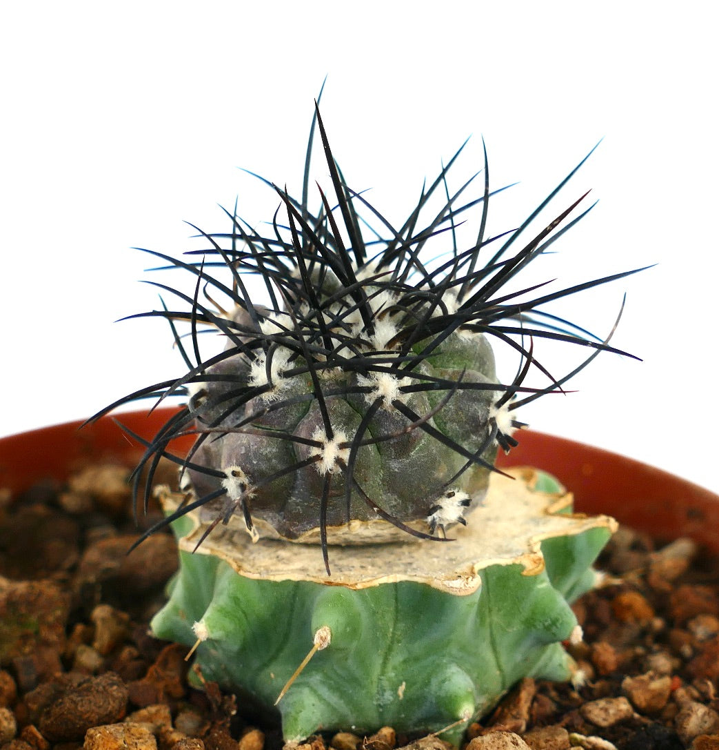 Copiapoa griseoviolacea