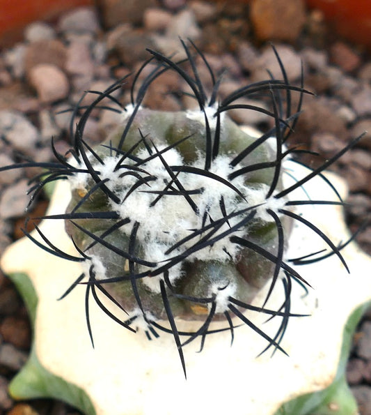 Copiapoa griseoviolacea