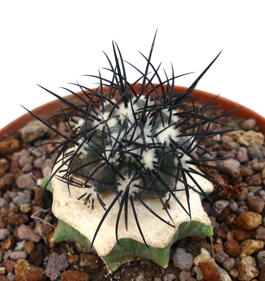 Copiapoa griseoviolacea