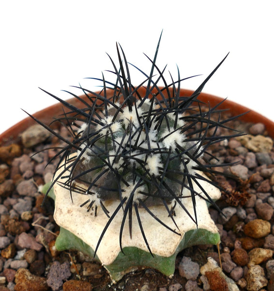 グリセオビオラセア(Copiapoa griseoviolacea) 山木 輸入 コピアポア・グリーセオビオラセア | Botanical Archive | レア接ぎ木