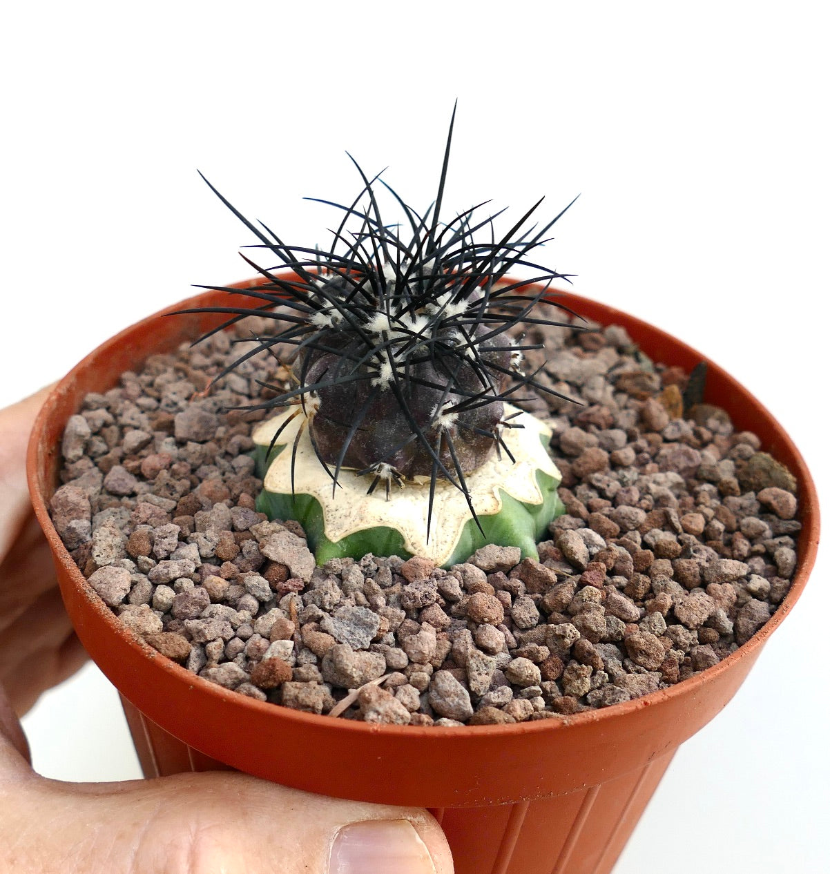 Copiapoa griseoviolacea