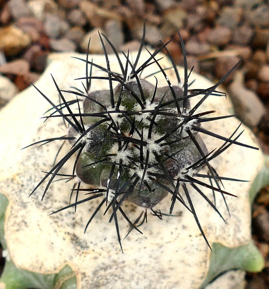 Copiapoa griseoviolacea