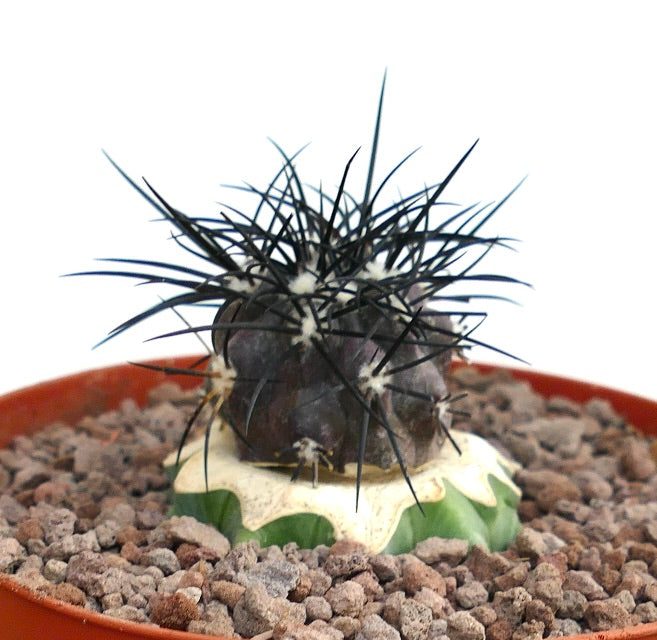 Copiapoa griseoviolacea