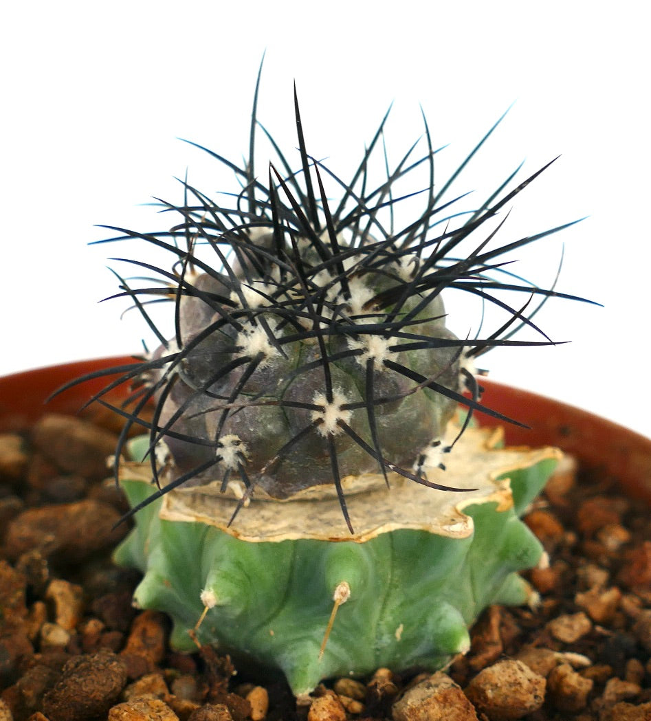 Copiapoa griseoviolacea