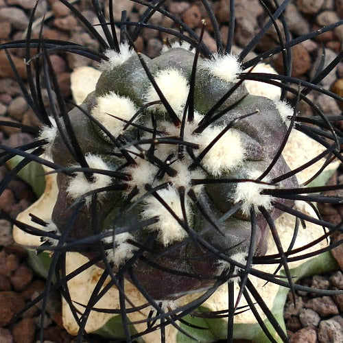 Copiapoa griseoviolacea