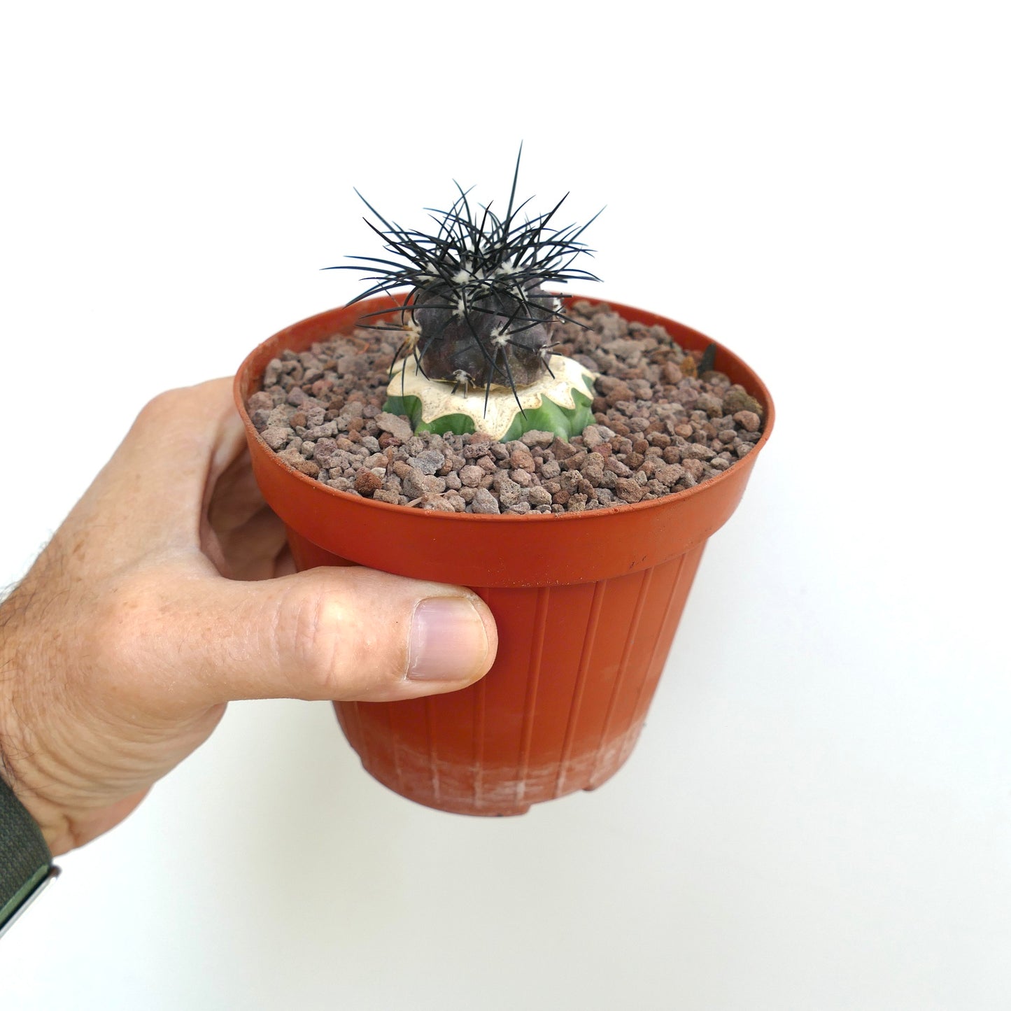 Copiapoa griseoviolacea